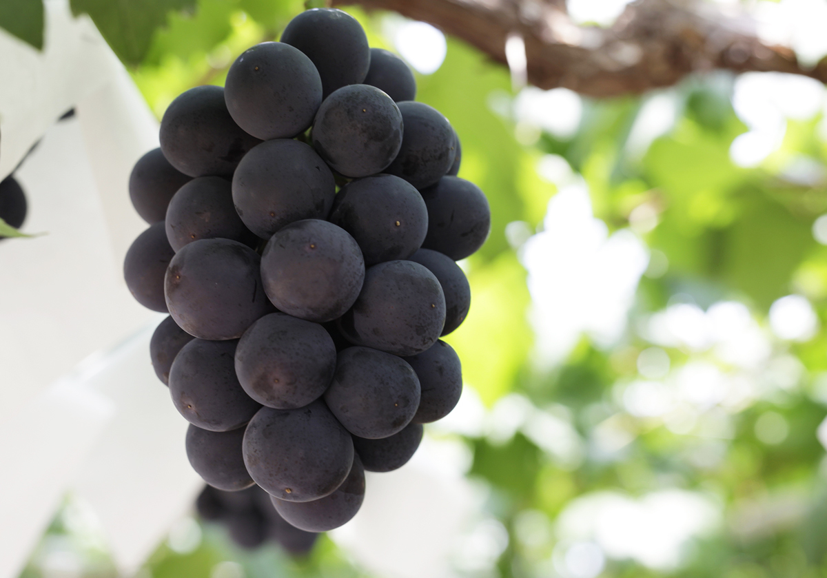 OKAYAMA GRAPES