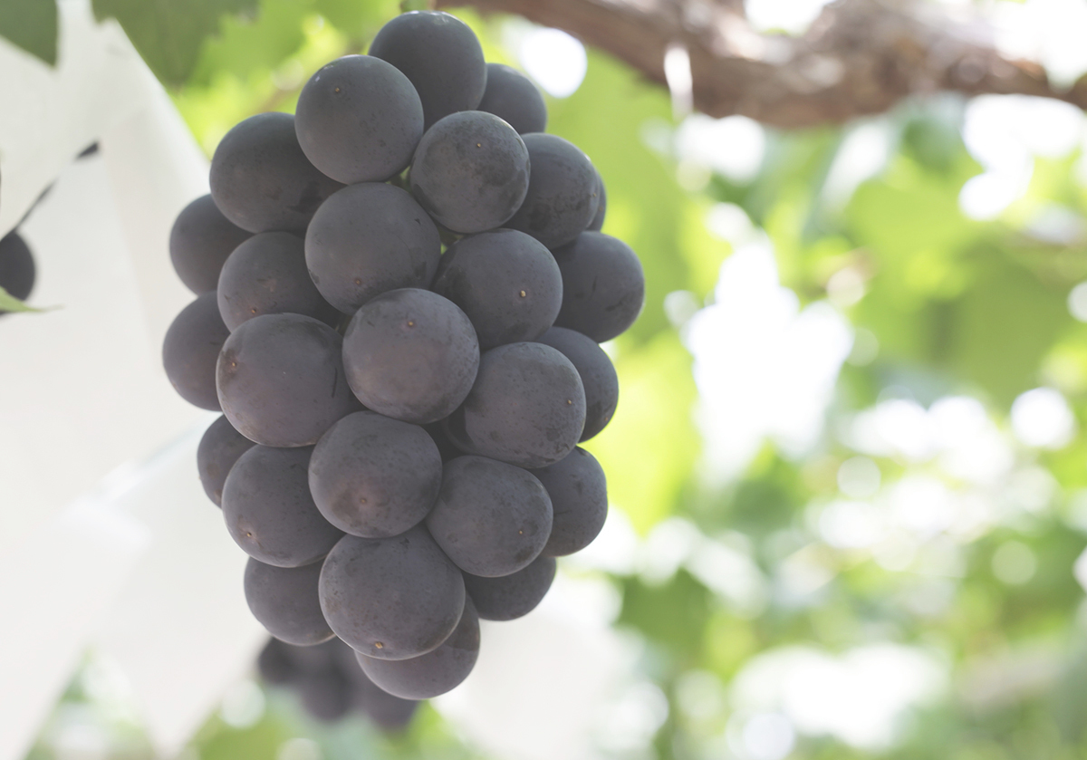 OKAYAMA GRAPES