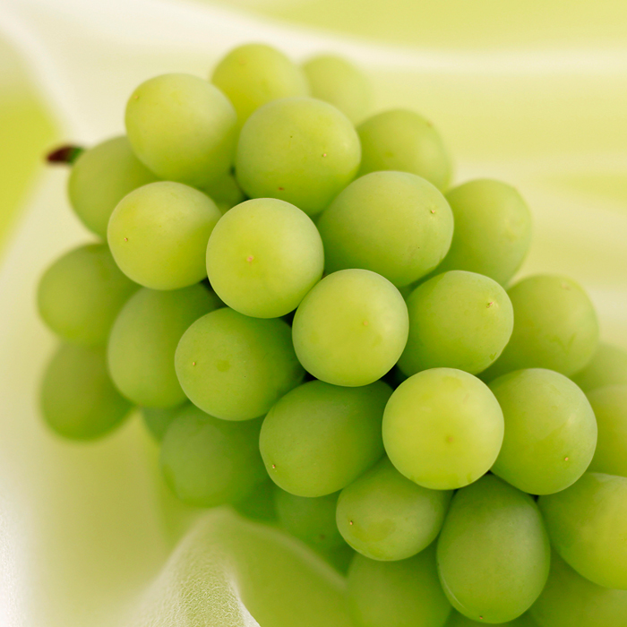 MASCAT OF ALEXANDRIA