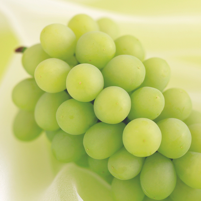 MASCAT OF ALEXANDRIA