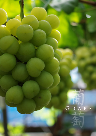 Okayama’s grapes