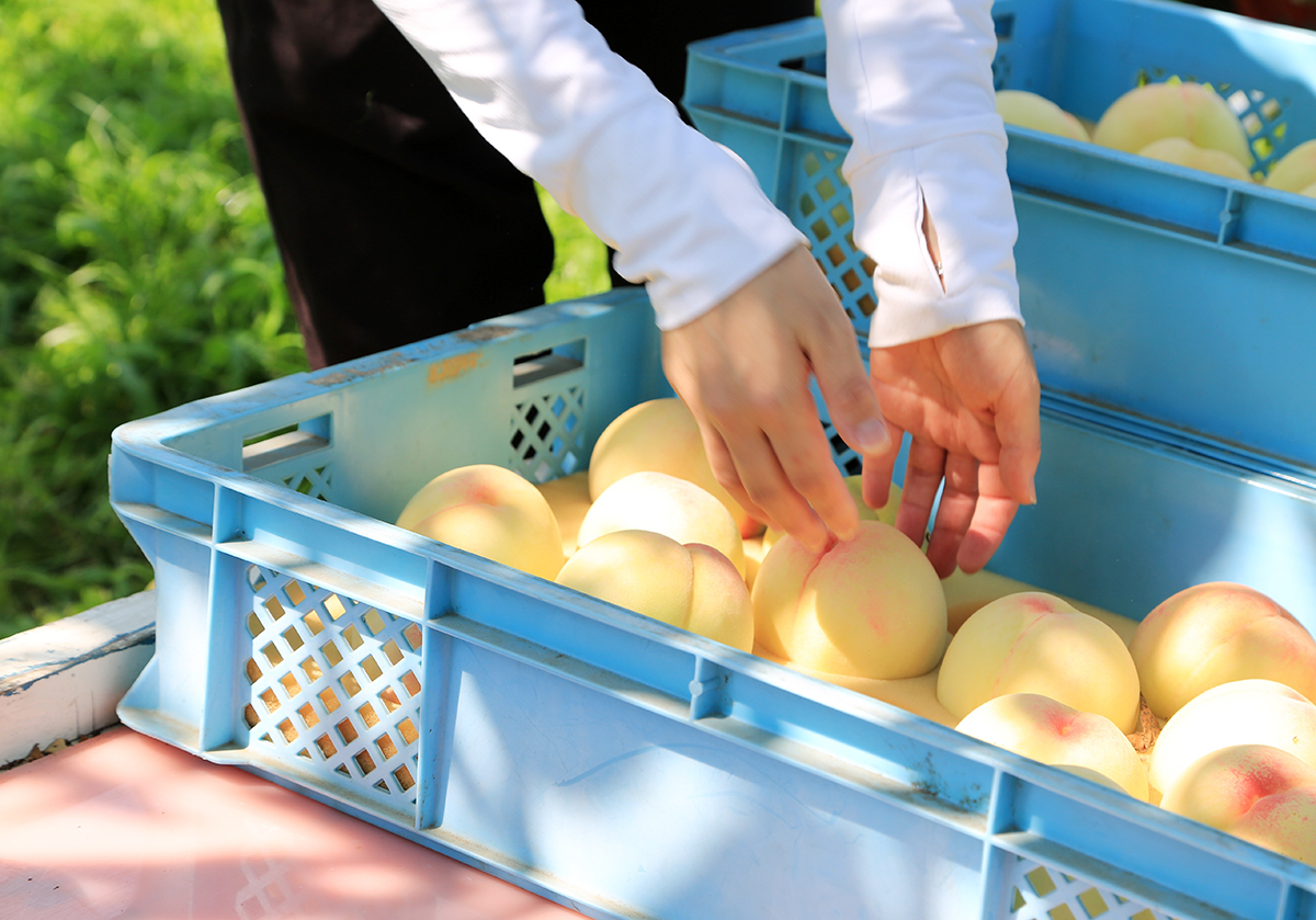 White peach harvest scene